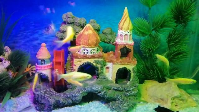 VID 20191108 213442 смотреть онлайн