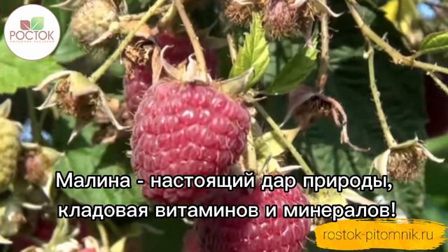 Малина в Питомнике Росток! 🤗 смотреть онлайн