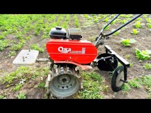 Обзор работы мотоблок Ока - окучиваем картофель..