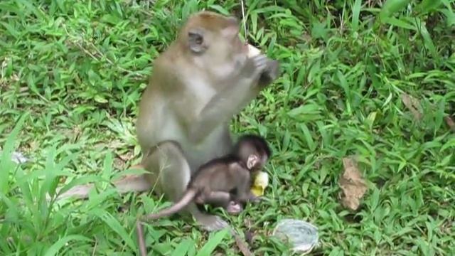Обезьяна с детенышем ест банан смотреть онлайн