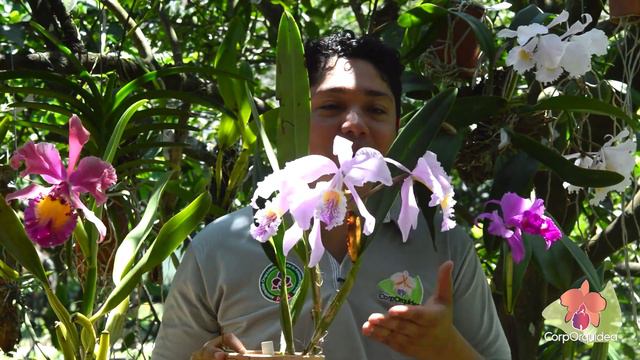 Orquídeas Cattleya fáciles de cultivar, cuidar y mantener en casa - Corporquídea смотреть онлайн