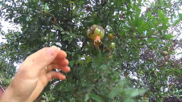 Грузинский САД Обзор ГРУЗИНСКОГО сада смотреть онлайн