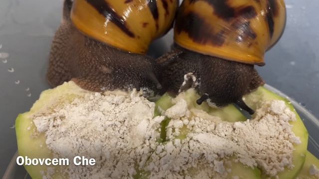 African Land Snails | Achatina Achatina Tiger ? смотреть онлайн