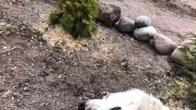 АЛАБАЙ получает НЕЗЕМНОЕ Удовольствие ОТ ... || ALABAI || DOGS || Puppies смотреть онлайн