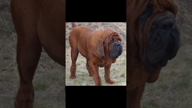 Meet the Dosa Inu (Korean Mastiff) #rarebreed #korea #mastiff смотреть онлайн