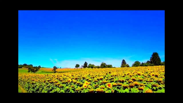 Подсолнечная Швейцария от водопада до водопада!✨🌞🌻 смотреть онлайн