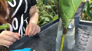 Фикус Лирата и Лирата Бамбино – уход, обрезка, размножение