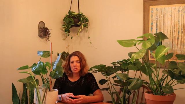 Monstera Deliciosa Care and Tips for growing in your home смотреть онлайн