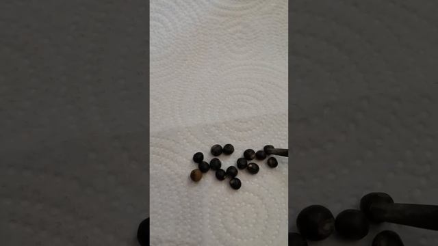 Проращивание семян Канны. смотреть онлайн