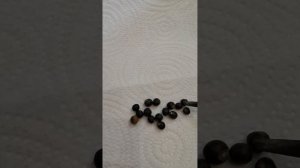 Проращивание семян Канны.