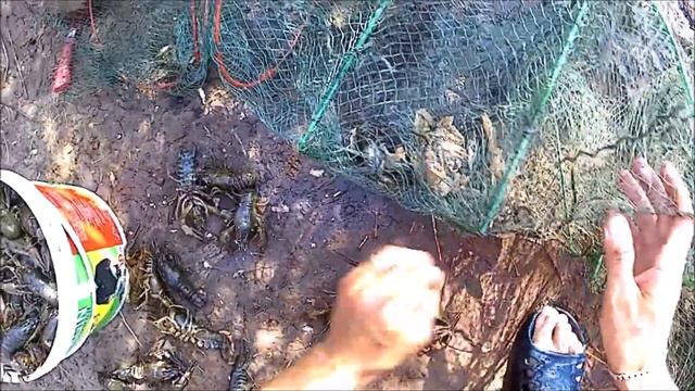 Ловля раков на куриную кожу. Пирамиды или гармошка что лучше? Готовлю раков смотреть онлайн