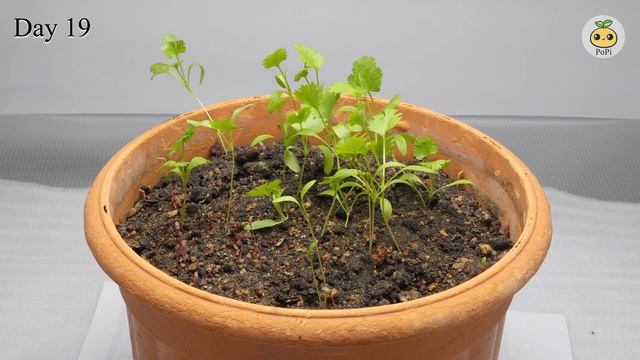 The Life Of Coriander