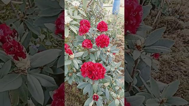 Рододендрон Erato . смотреть онлайн