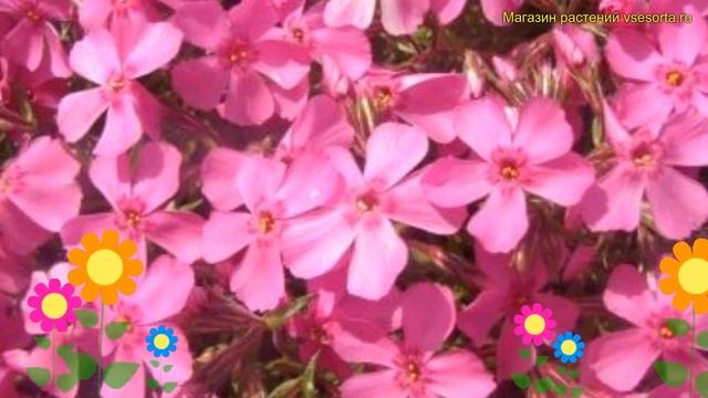 Флокс шиловидный Милстрим Дафна. Краткий обзор, описание phlox subulata Millstream Daphne смотреть онлайн