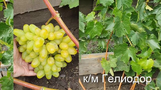 Обзор бессемянных сортов винограда 27.08.2022 смотреть онлайн