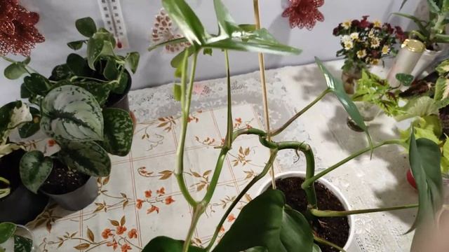 Эпипремнумы и Монстеры в моей растительной коллекции, содержание и уход. смотреть онлайн