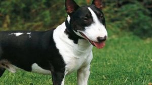 Бультерьер против Немецкой овчарки! Кто победит?