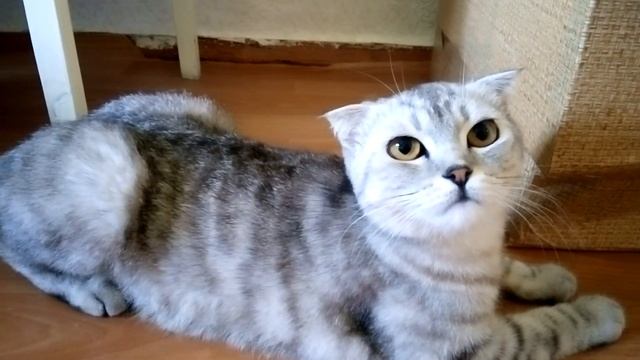 Моя кошка просит Кота))) смотреть онлайн