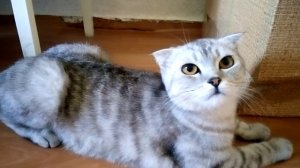 Моя кошка просит Кота)))