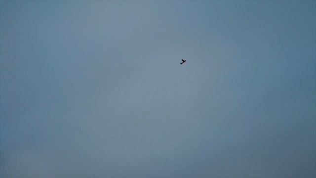 RC Planes смотреть онлайн