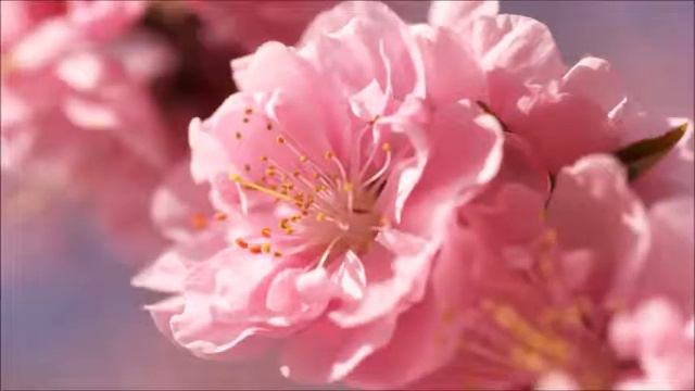 МИР ЦВЕТОВ смотреть онлайн