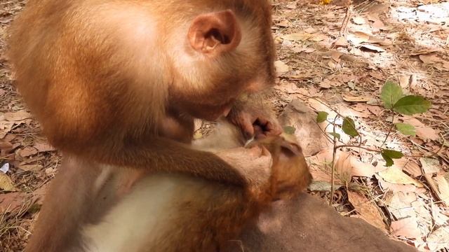 Monkey Lice, Watch Monkeys Grooming #Ep12