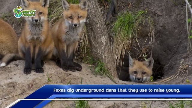 Top 10: Fun Fox Facts смотреть онлайн