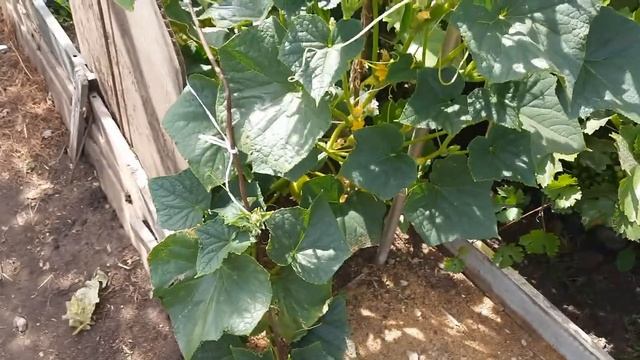 Огурец Лимон смотреть онлайн