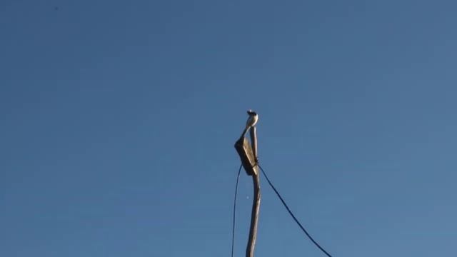 Белая трясогузка//Пение трясогузки//Motacilla alba смотреть онлайн