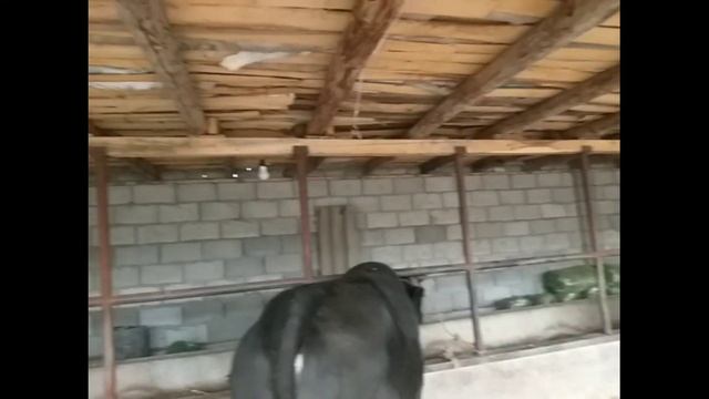 Molhona qurilishi смотреть онлайн