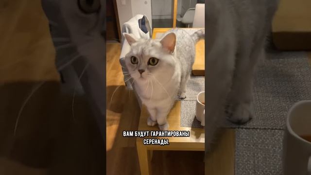 Почему кот кричит по ночам #коты #кошка #shorts смотреть онлайн