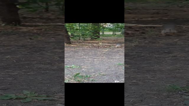 ЭКО ПАРК, Челябинск смотреть онлайн