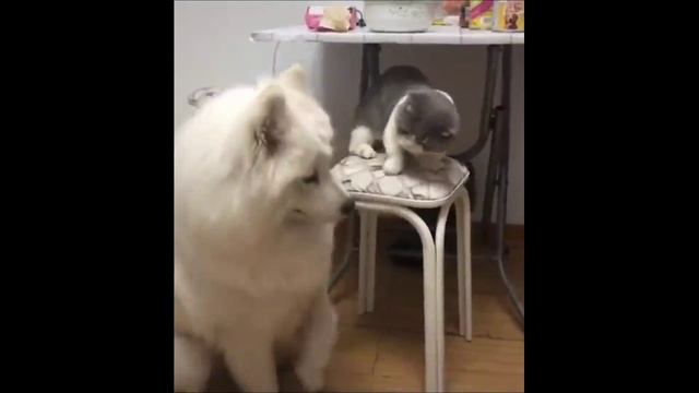 Смешные животные. Приколы с животными. Смешные коты. Смешные собаки. Лучшее 2022 смотреть онлайн