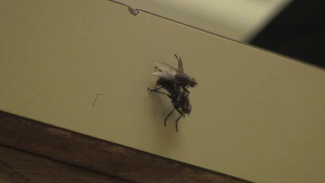 Entry #1255 - Fly Fu**in' Randoms смотреть онлайн