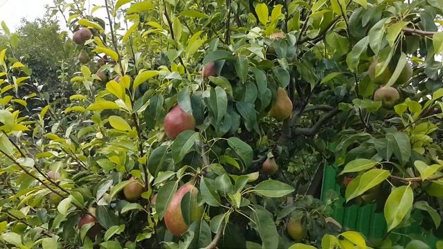 ГРУША ЛЮБИМИЦА КЛАППА смотреть онлайн