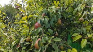 ГРУША ЛЮБИМИЦА КЛАППА