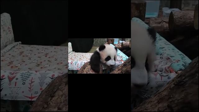 Baby panda is growing by leaps and bounds смотреть онлайн