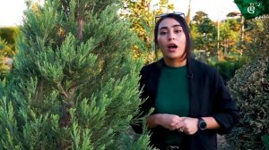 Секвоя это - уникальное растения