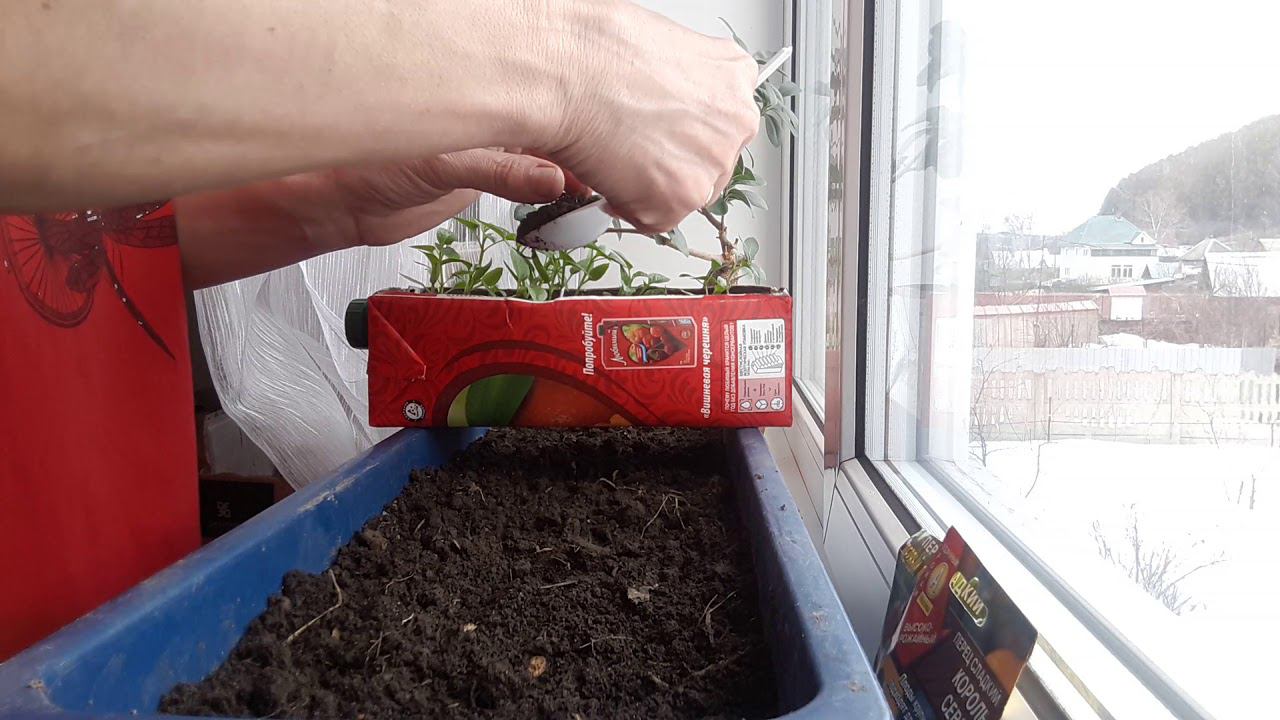 Пекировка перчиков (часть 1)#перец#рассада