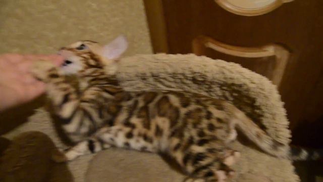 Бенгальский котик A смотреть онлайн