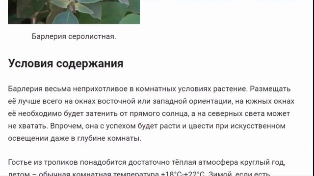 Барлерия (лат.  Barleria)