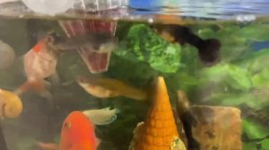 Аквариумная рыбка ПЕТУШОК. Содержание, уход, чем кормить и его сожители.