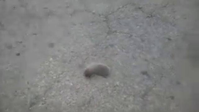 video-2012-06-15-12-45-58.mp4 смотреть онлайн