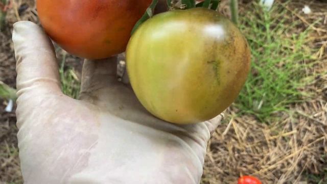 Простые агроприемы по ускорению созревания томатов. Обзор новинок, часть первая.