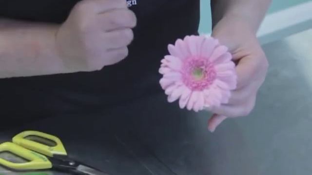 Wiring a Gerbera смотреть онлайн