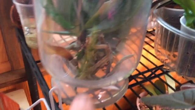 Орхидея Ваниль, Спасаем орхидею и не много о фиалочках ? смотреть онлайн