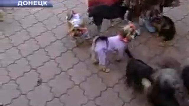 ПЕСИКИ смотреть онлайн