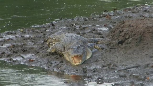 Big Crocodile at Sungei Buloh, Singapore смотреть онлайн