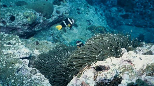 Underwater scenery (PC wallpaper) смотреть онлайн