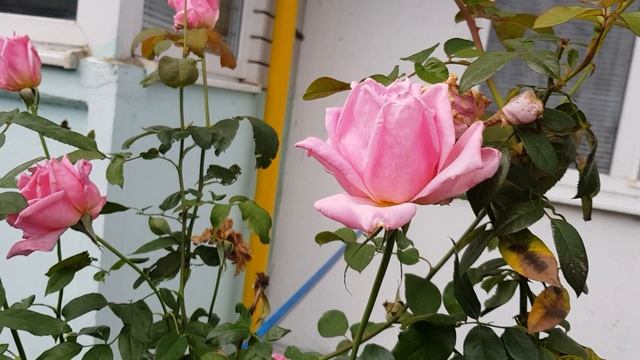 Сорт розы Эйфелева Башня ч/г, Осеннее Цветение,ароматная,высокорослая красотка 22.09.2021 года смотреть онлайн